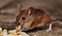24 Hour & Emergency Exterminators in Umatilla, OR